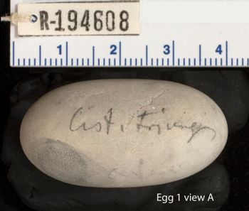 Media type: image;   Herpetology R-194608